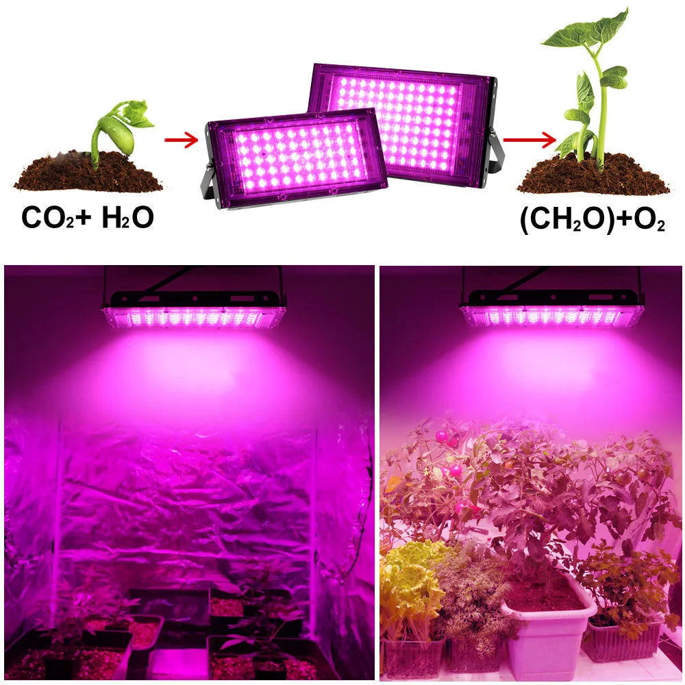 LED Grow Light Full Spectrum 220V 110V 50W 100W 380-440NM With EU Plug Led For Greenhouse Hydroponic Flower Seeding Phyto Lamp